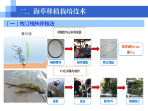 水生生物资源养护先进技术系列连载（五） 海草移植栽培技术